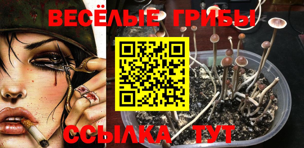 купить наркотик  Галлюциногенные грибы GOLDEN TEACHER  Сальск  Вход с VPN  Галлюциногенные грибы Psilocybine cubensis 